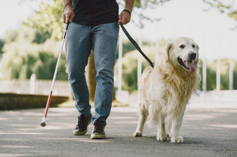 Qual a maneira correta de lidar com um cão-guia?